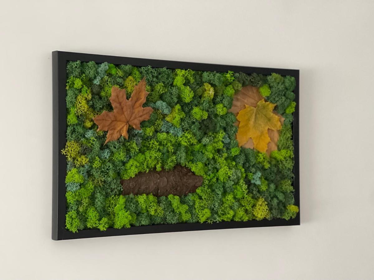Maple Brasov